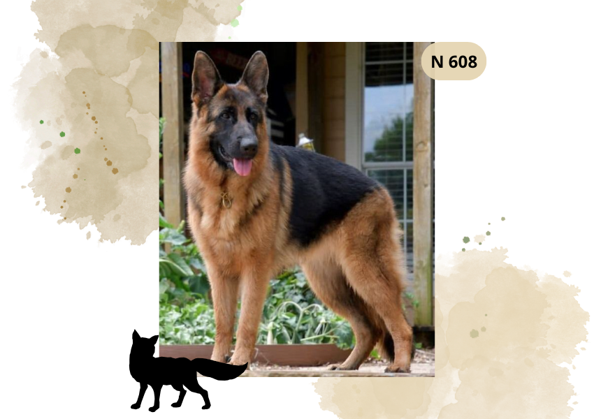 Haft Diamentowy Zwierzęta "Owczarek Niemiecki Przed Domem"