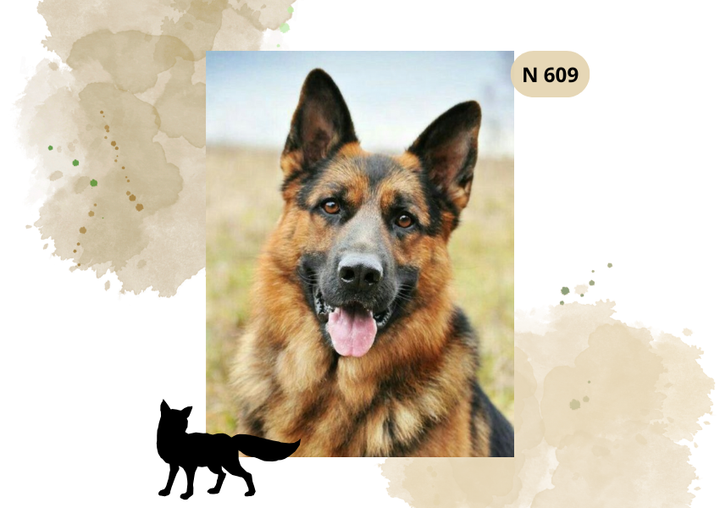 Haft Diamentowy Zwierzęta "Szczęśliwy Owczarek Niemiecki"